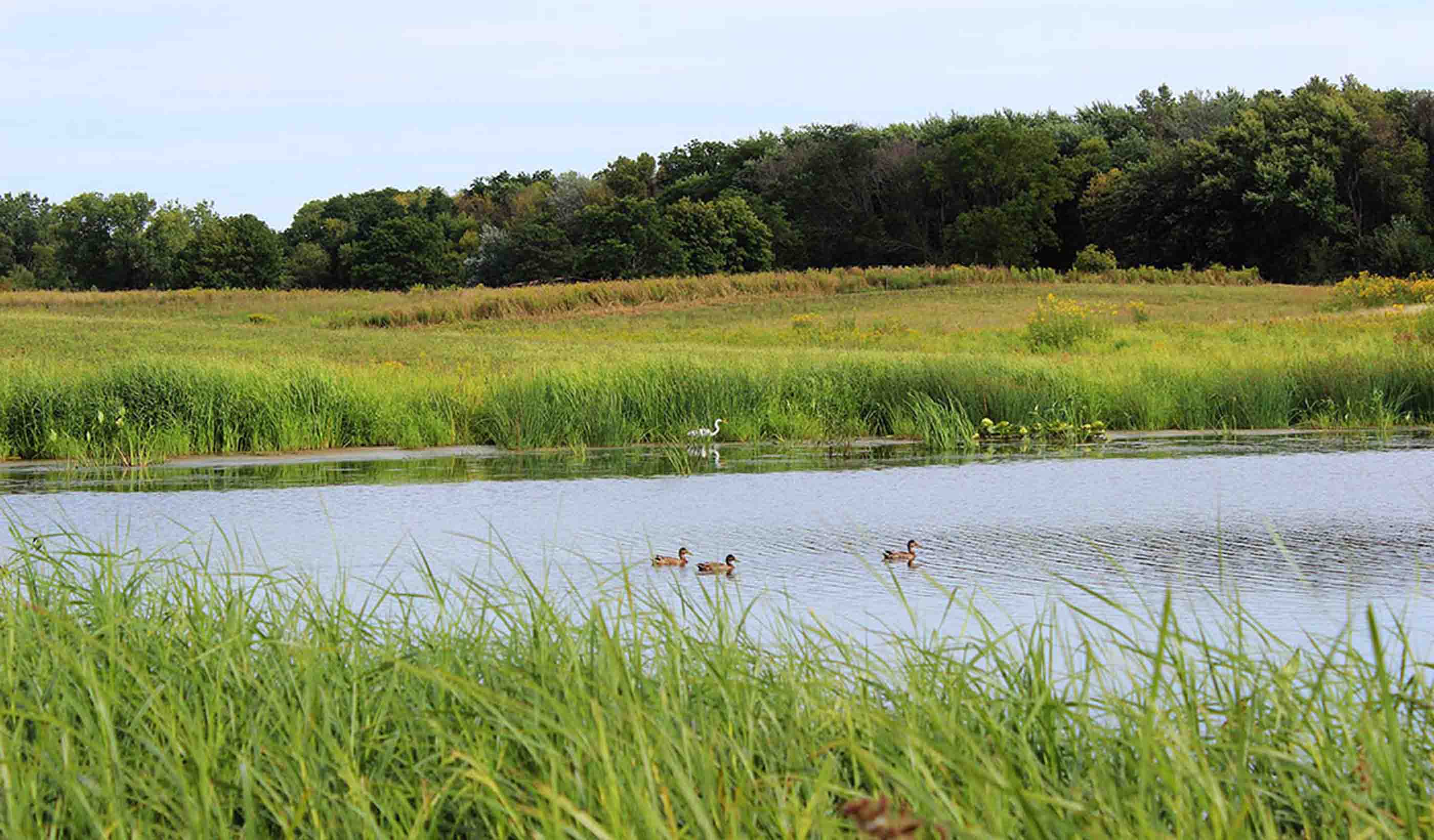 The 4 pillars of ecosystem restoration work together to create better communities